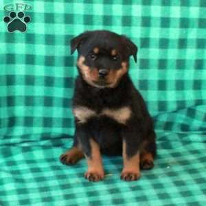 Lilly, Rottweiler Puppy
