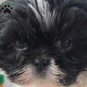 Lilly, Shih Tzu Puppy