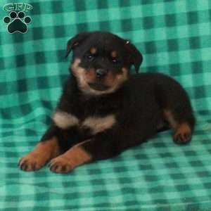 Lilly, Rottweiler Puppy