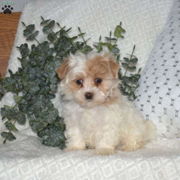 Lily Belle, Maltipoo Puppy