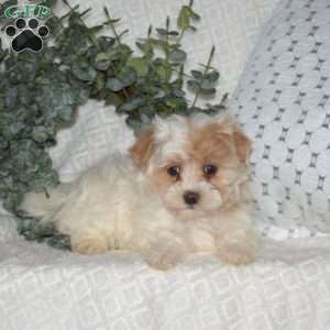 Lily Belle, Maltipoo Puppy