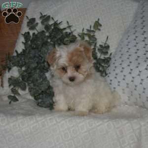 Lily Belle, Maltipoo Puppy