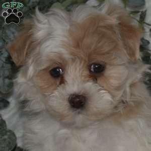 Lily Belle, Maltipoo Puppy