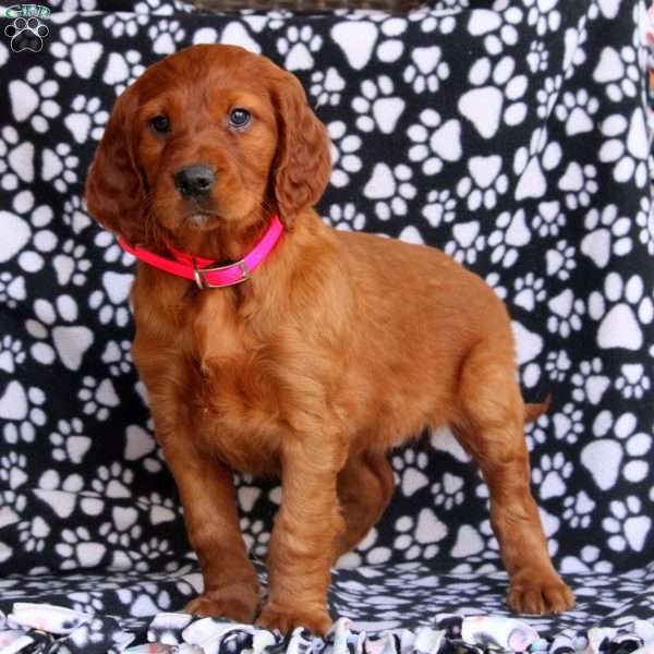 Lily, Irish Setter Puppy