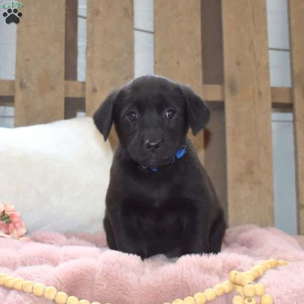 Lily, Labrador Mix Puppy