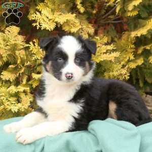 Lily, Australian Shepherd Puppy