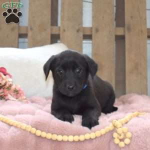 Lily, Labrador Mix Puppy