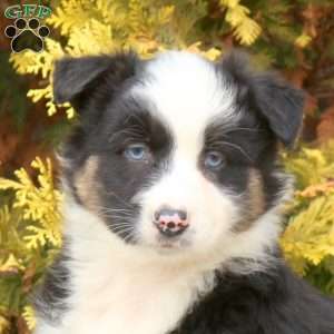 Lily, Australian Shepherd Puppy
