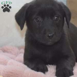 Lily, Labrador Mix Puppy