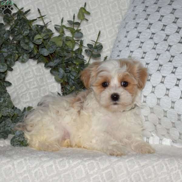 Lincoln, Maltipoo Puppy