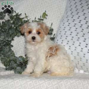 Lincoln, Maltipoo Puppy