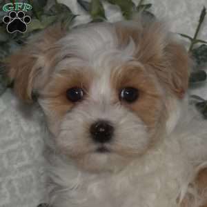 Lincoln, Maltipoo Puppy