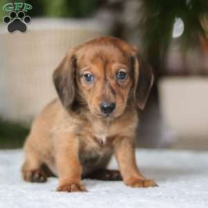 Link, Dachshund Puppy