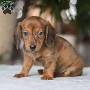 Link, Dachshund Puppy