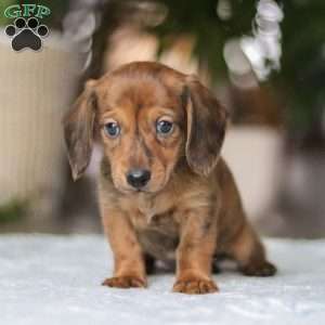 Link, Dachshund Puppy