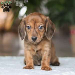 Link, Dachshund Puppy