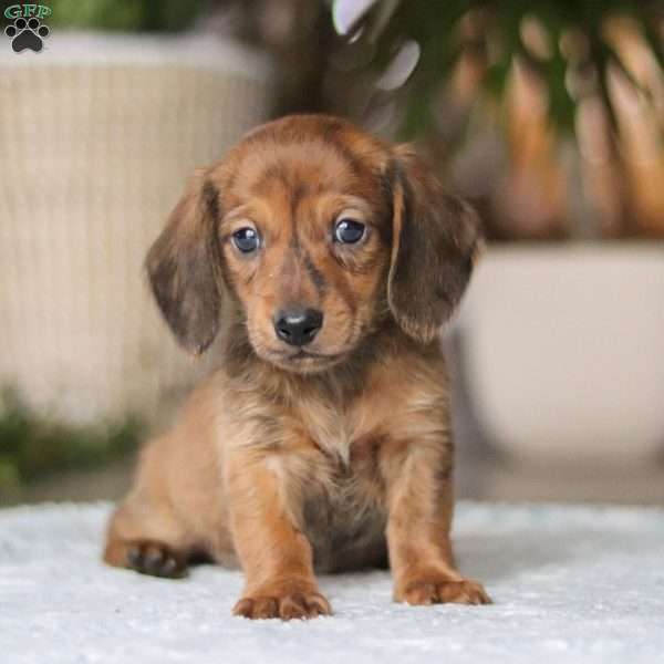 Link, Dachshund Puppy