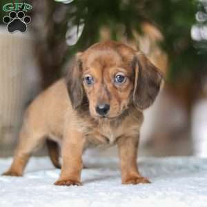 Link, Dachshund Puppy