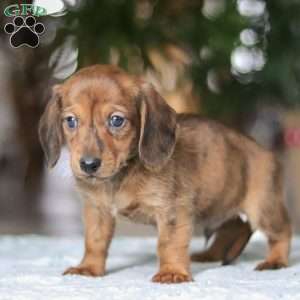 Link, Dachshund Puppy