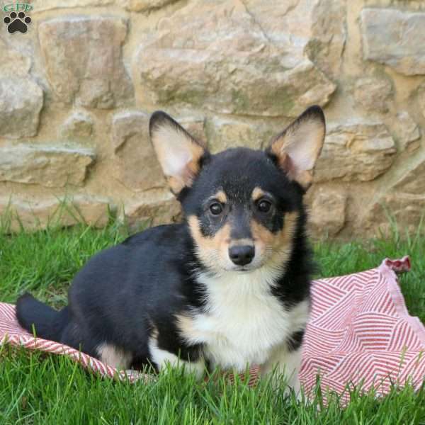 Link, Pembroke Welsh Corgi Puppy