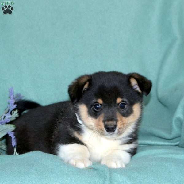 Link, Pembroke Welsh Corgi Puppy