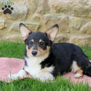 Link, Pembroke Welsh Corgi Puppy