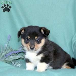 Link, Pembroke Welsh Corgi Puppy