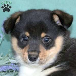 Link, Pembroke Welsh Corgi Puppy