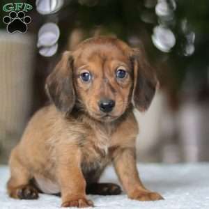 Link, Dachshund Puppy