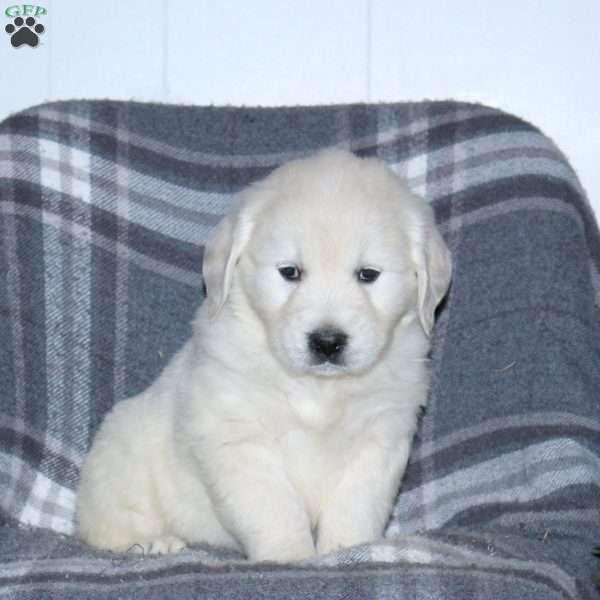 Linus, English Cream Golden Retriever Puppy