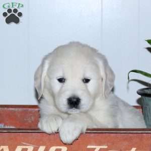 Linus, English Cream Golden Retriever Puppy