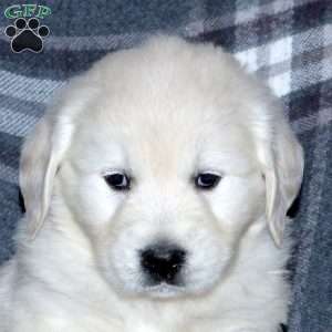 Linus, English Cream Golden Retriever Puppy