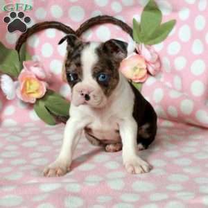 Lisa, Boston Terrier Puppy