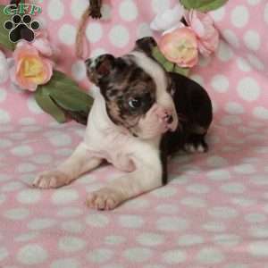 Lisa, Boston Terrier Puppy