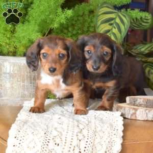 Berry-Mini, Dachshund Puppy