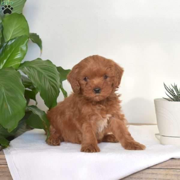 Little Annie, Mini Goldendoodle Puppy