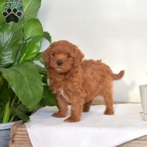 Little Annie, Mini Goldendoodle Puppy