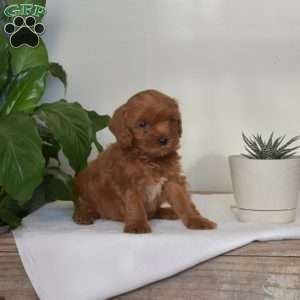 Little Annie, Mini Goldendoodle Puppy