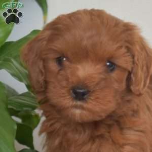 Little Annie, Mini Goldendoodle Puppy