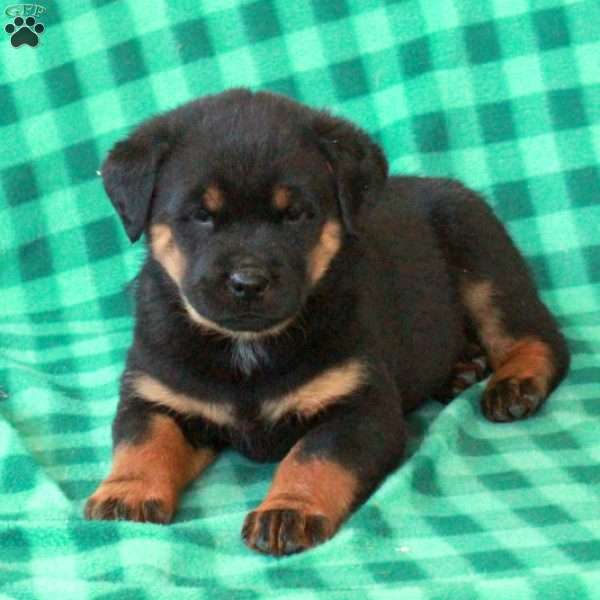 Lizzie, Rottweiler Puppy