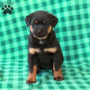 Lizzie, Rottweiler Puppy