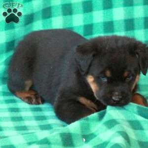 Lizzie, Rottweiler Puppy