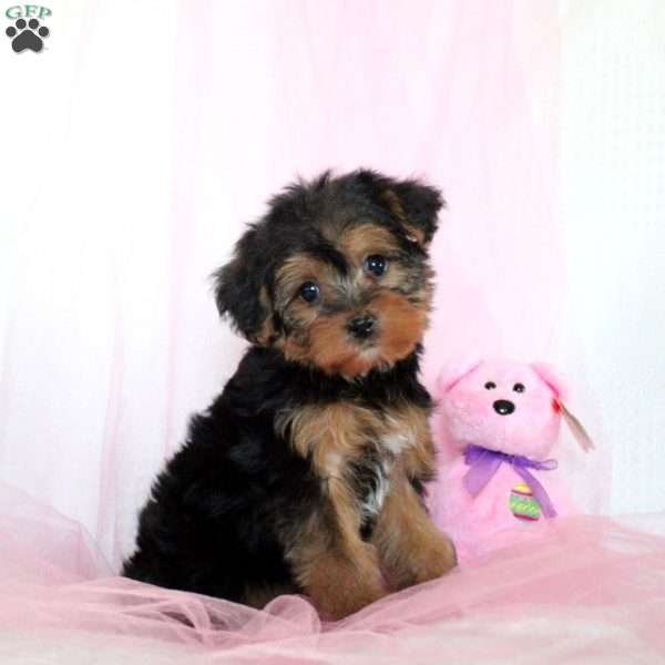 Lizzy, Yorkie Puppy