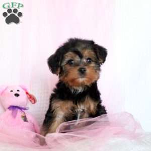 Lizzy, Yorkie Puppy