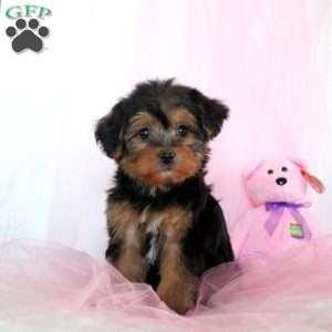 Lizzy, Yorkie Puppy