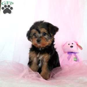 Lizzy, Yorkie Puppy