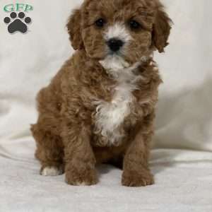 Lois, Cavapoo Puppy