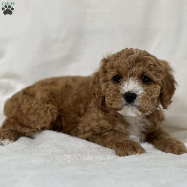 Lois, Cavapoo Puppy