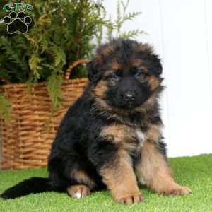 Loki, German Shepherd Puppy