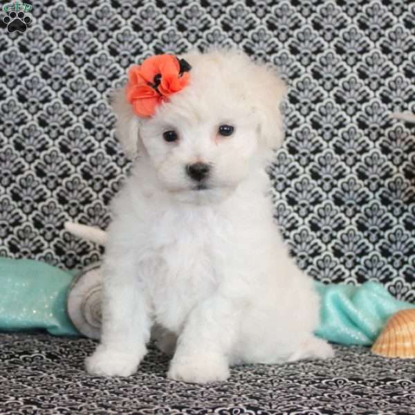 Lola, Bichon Frise Puppy